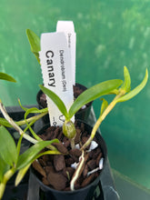 Load image into Gallery viewer, Orchid Seedling 50mm Pot size - Dendrobium Canary softcane