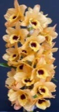 Load image into Gallery viewer, Orchid Seedling 50mm Pot size - Dendrobium Canary softcane