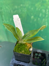 Load image into Gallery viewer, Orchid Seedling 50mm Pot Size - Paphiopedilum Hsinying Carlos x Hsinying Leopard