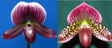 Load image into Gallery viewer, Orchid Seedling 50mm Pot Size - Paphiopedilum Hsinying Carlos x Hsinying Leopard
