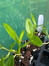Load image into Gallery viewer, Orchid Seedling 50mm Pot size - Dendrobium Pink Panther softcane