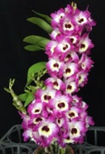 Load image into Gallery viewer, Orchid Seedling 50mm Pot size - Dendrobium Pink Panther softcane