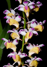 Load image into Gallery viewer, Orchid Seedling 50mm Pot size - Aerides quinquevulvera species