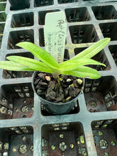 Load image into Gallery viewer, Orchid Seedling 50mm Pot Size - Paphiopedilum (Lady Isabel x armeniacum) x hangianum