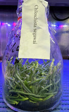 Load image into Gallery viewer, Flask - Chiloschista segawai x self (Leaf Less Orchid) - Species