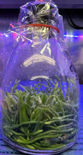 Load image into Gallery viewer, Flask - Chiloschista segawai x self (Leaf Less Orchid) - Species