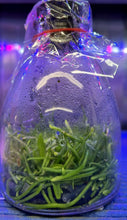 Load image into Gallery viewer, Flask - Chiloschista segawai x self (Leaf Less Orchid) - Species