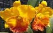 Load image into Gallery viewer, Orchid Seedling 50mm Pot Size - Cattleya Thongsupan Gold