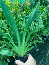 Load image into Gallery viewer, Flowering Size Plant - Miltoniopsis Snow Charm 'Mauna Kea'