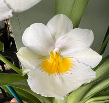 Load image into Gallery viewer, Flowering Size Plant - Miltoniopsis Snow Charm 'Mauna Kea'