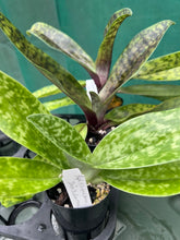 Load image into Gallery viewer, Flowering Size Orchid - Paphiopedilum Hsinying Yahoo x Doya You Beautiful