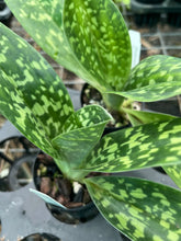 Load image into Gallery viewer, Flowering Size Orchid - Paphiopedilum Doya Impulse (seedling)