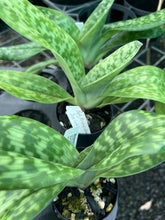 Load image into Gallery viewer, Flowering Size Orchid - Paphiopedilum Hsinying Carlos x Doya Impulse