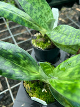 Load image into Gallery viewer, Flowering Size Orchid - Paphiopedilum Mukalii x Doya Green Prince