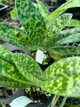 Load image into Gallery viewer, Flowering Size Orchid - Paphiopedilum Doya Green Prince x sib