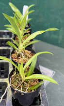 Load image into Gallery viewer, Orchid 50mm Pot Size - Oncidium Howeara Lava Burst 'Pacific Sunrise'