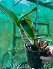 Load image into Gallery viewer, Orchid 125mm Pot size - Dendrobium speciosum curvicaule daylight moon x palmerston mist edward ' - King Orchid- - Australian Native