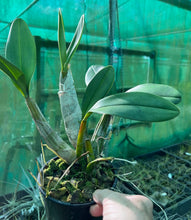 Load image into Gallery viewer, Orchid 125mm Pot size - Dendrobium speciosum grandiflorum 'Michelle' x 'Robyn' - King Orchid- - Australian Native