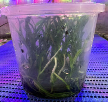 Load image into Gallery viewer, Flask - Dendrobium Nobile Tdaros Angel Emperor Soft Cane