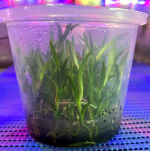 Load image into Gallery viewer, Flask - Dendrobium Nobile Purple Peony Soft Cane