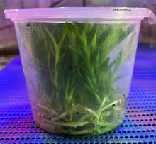 Load image into Gallery viewer, Flask - Dendrobium Nobile Green Apple Soft Cane