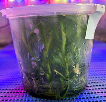 Load image into Gallery viewer, Flask - Dendrobium Nobile Eustoma Soft Cane