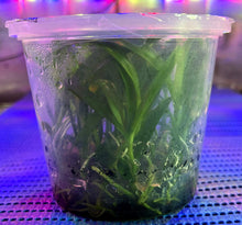 Load image into Gallery viewer, Flask - Dendrobium Nobile Eustoma Soft Cane