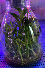 Load image into Gallery viewer, Flask - Dendrobium Nobile Emerald Soft Cane