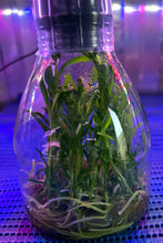 Load image into Gallery viewer, Flask - Dendrobium Nobile Emerald Soft Cane