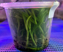 Load image into Gallery viewer, Flask - Dendrobium Nobile Satin Brocade Soft Cane