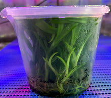 Load image into Gallery viewer, Flask - Dendrobium Nobile Satin Brocade Soft Cane