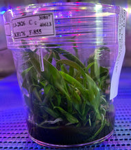 Load image into Gallery viewer, Flask - Cattleya ((Rlc Nanhai Chaffinch x Taiwan City) x Shiang Chuen Blackberries) x Budai King