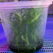 Load image into Gallery viewer, Flask - Dendrobium Nobile Crown Soft Cane