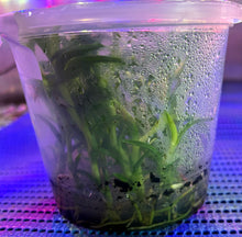 Load image into Gallery viewer, Flask - Dendrobium Nobile Crown Soft Cane