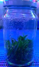 Load image into Gallery viewer, Flask - Bulbophyllum hirundinis - Species