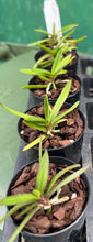 Load image into Gallery viewer, Orchid Seedling 50mm Pot size - Vanda nana species