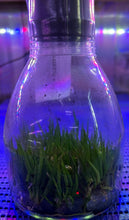 Load image into Gallery viewer, Flask - Dendrobium Den. cucumerinum x sib - Species