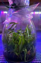 Load image into Gallery viewer, Flask - Cattleya Myc Mem Louise Fuchs 'Purple Rain' FCC/AOS (Mcp tibicinis x C bicolor)