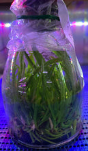 Load image into Gallery viewer, Flask - Cattleya Bc. Hawaii Stars 'Hsinying'