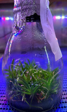 Load image into Gallery viewer, Flask - Angraeceum Angcm. leonis - Species