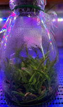 Load image into Gallery viewer, Flask - Cattleya Laelia mixta species