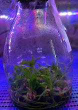 Load image into Gallery viewer, Flask - Cattelya cernua "Moon'x 'Uranus' - Species