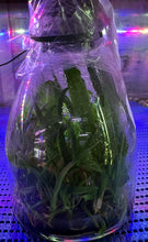 Load image into Gallery viewer, Flask - Cattleya Rlc Dick Smith 'Paradise'