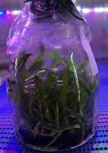 Load image into Gallery viewer, Flask - Cattleya Rlc Last Dream 'Vivian'