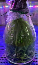 Load image into Gallery viewer, Flask - Cattleya Hsinying Little Sun 'Ching Hua' (Shinfong Little Sun x Hsinying Sunbeam)