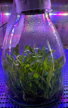 Load image into Gallery viewer, Flask - Oncidium Onc. Twinkle 'Red Fantasy'