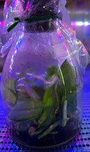 Load image into Gallery viewer, Flask - Phalaenopsis stuartiana tipo x sib - Species - Mottle Leaves