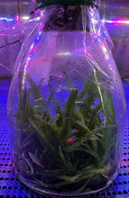 Load image into Gallery viewer, Flask - Vanda barnesii - Species