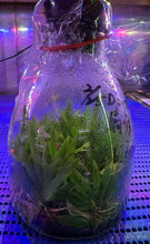 Load image into Gallery viewer, Flask - Psygmorchis pusilla - Species - Great For Terrariums