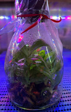 Load image into Gallery viewer, Flask - Paphiopedilum Paph Hsinying Carlos x Doya Youbeautiful - Slipper Orchid